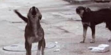 Stray dog