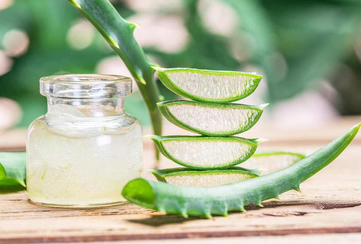 Amazing benefits of natural herb Aloe Vera - OrissaPOST