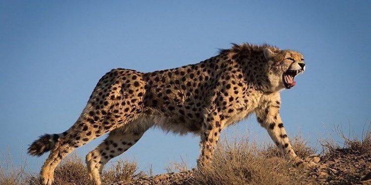 cheetah