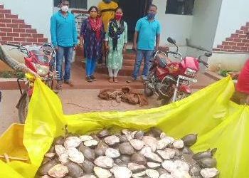 150 Indian soft-shell turtles rescued in Malkangiri