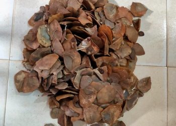 4.82 kilograms of Pangolin scales seized in Mayurbhanj district, 1 arrested