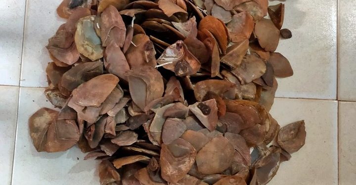 4.82 kilograms of Pangolin scales seized in Mayurbhanj district, 1 arrested