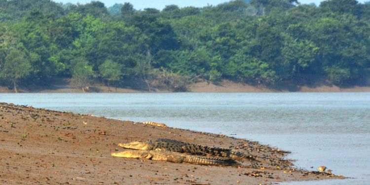 Bhitarkanika National Park and Sanctuary