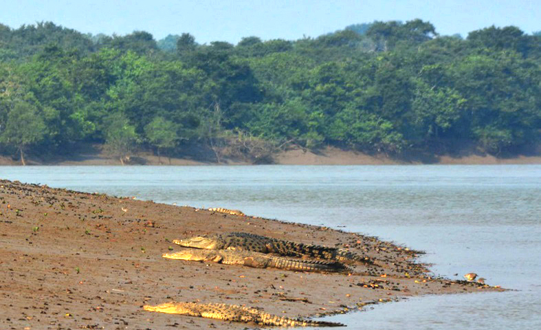 Bhitarkanika National Park and Sanctuary