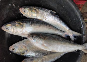 Hilsa back in Gobari after 30 yrs, thanks to Yaas