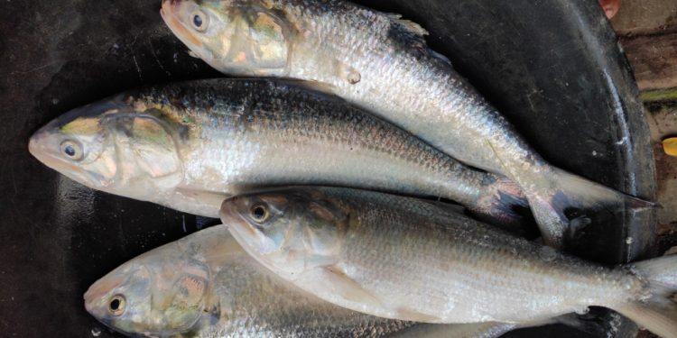 Hilsa back in Gobari after 30 yrs, thanks to Yaas