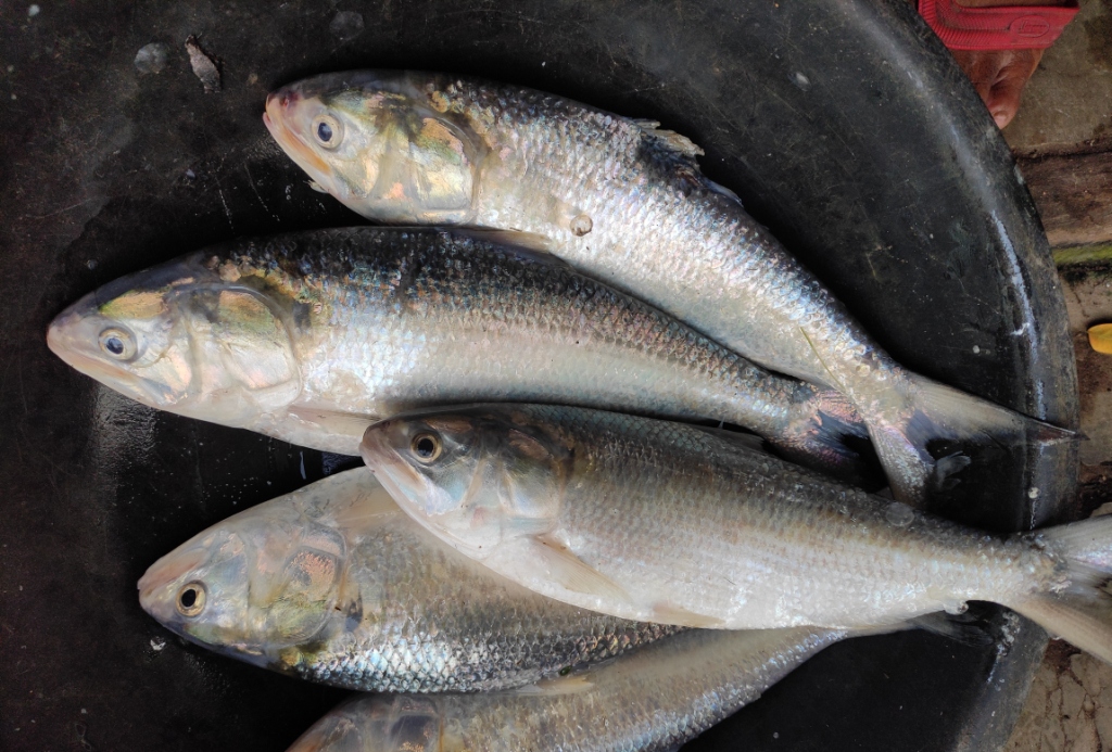 Hilsa back in Gobari after 30 yrs, thanks to Yaas