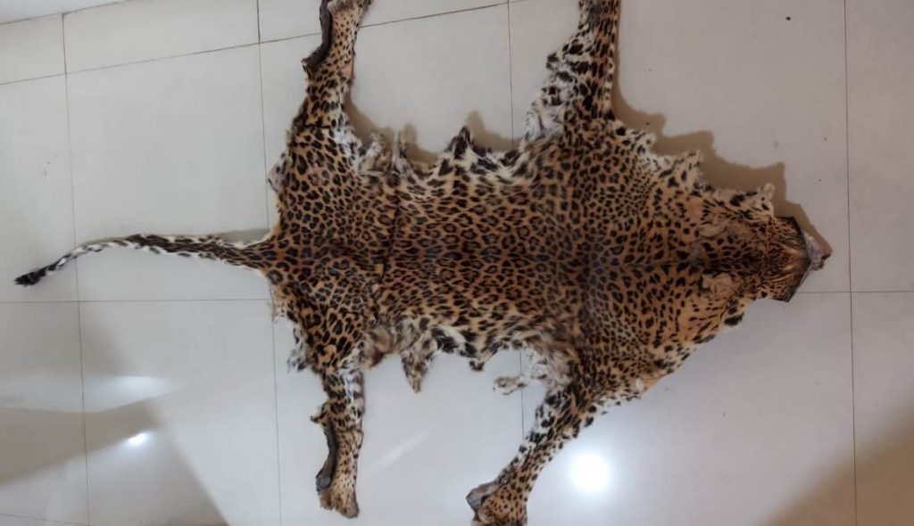 Leopard body parts seized in Kandhamal district, poacher arrested