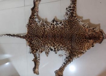 Leopard body parts seized in Kandhamal district, poacher arrested
