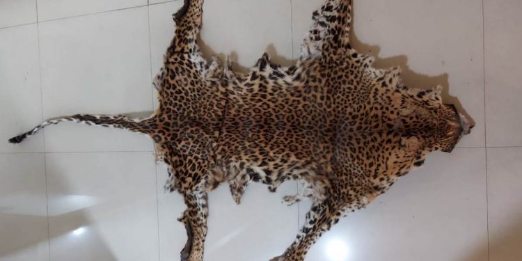 Leopard body parts seized in Kandhamal district, poacher arrested