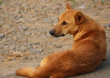 Man detained for killing five puppies, injuring another in Bhubaneswar  