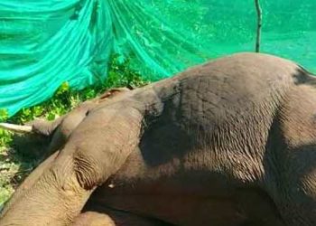 No let-up in jumbo deaths Second incident reported in Odisha in two days