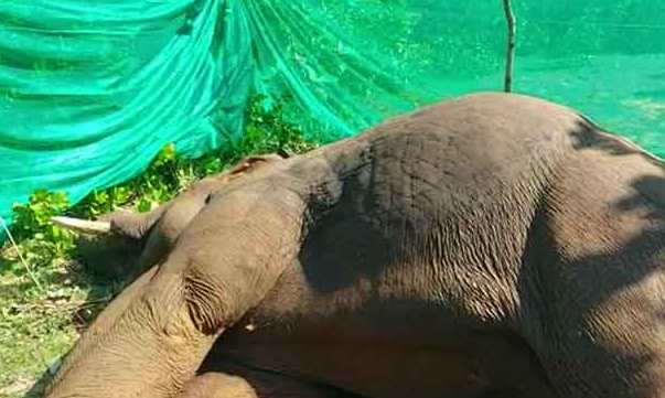No let-up in jumbo deaths Second incident reported in Odisha in two days