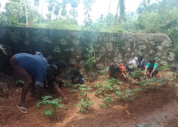 Rural women in Khurda take to kitchen gardening