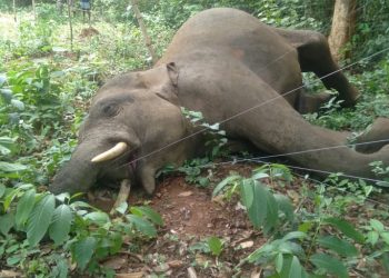 Tusker carcass recovered from orchard