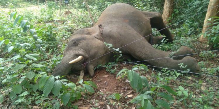 Tusker carcass recovered from orchard