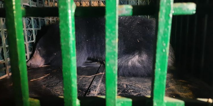 Wild bear sneaks into village in Nabarangpur district; caught after 8hrs