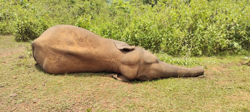 2 elephant carcasses recovered in Keonjhar