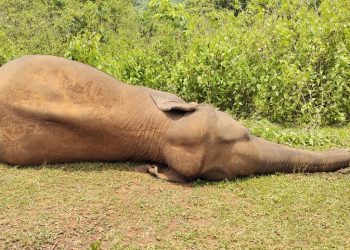 2 elephant carcasses recovered in Keonjhar