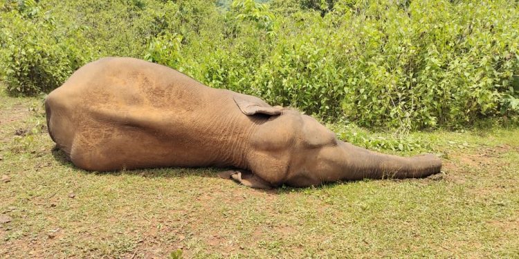 2 elephant carcasses recovered in Keonjhar