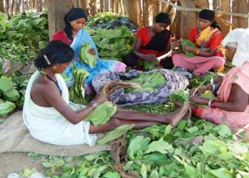 Kendu leaf worker