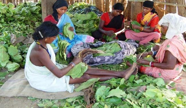 Kendu leaf worker