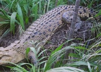 48-year-old man killed by croc