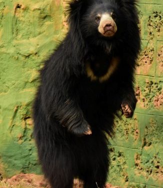 Bears spotted in under-construction house in Nabarangpur; villagers panic 