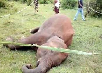 Elephant electrocuted in Angul