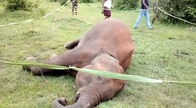 Elephant electrocuted in Angul