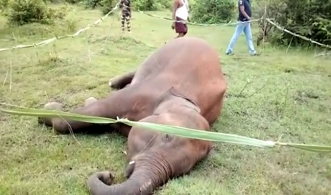 Elephant electrocuted in Angul