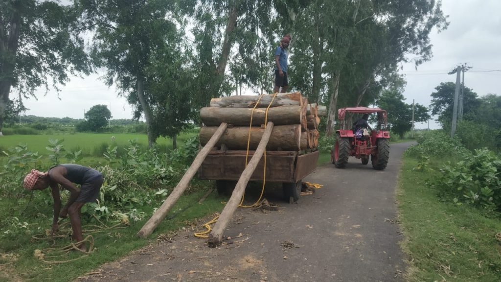 Illegal felling of trees rampant in Jajpur’s Bari block, administration looks the other way