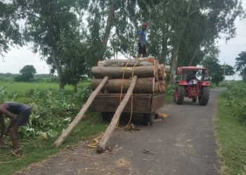 Illegal felling of trees rampant in Jajpur’s Bari block, administration looks the other way