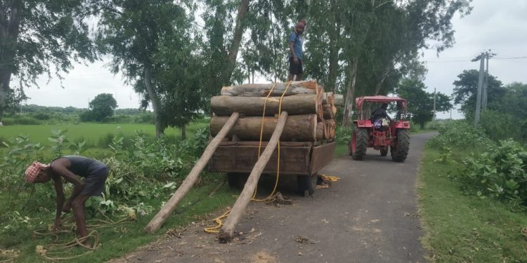 Illegal felling of trees rampant in Jajpur’s Bari block, administration looks the other way