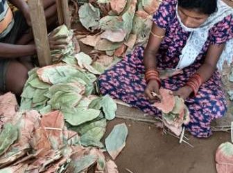 Kesinga central kendu leaf warehouse sells 33,000 quintal leaves in first lot