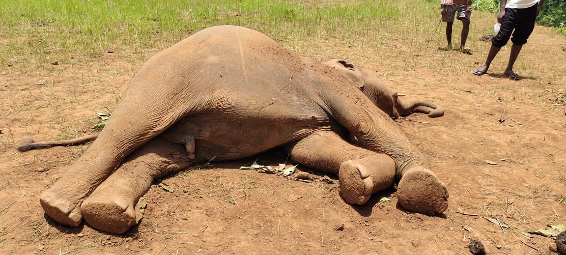 Kjr elephant death