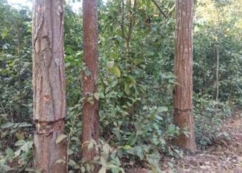 Locals fear sal forest extinction, livelihood loss