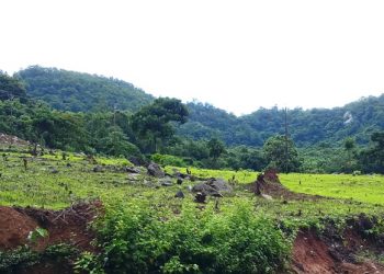 Nagada tribals back to shifting cultivation