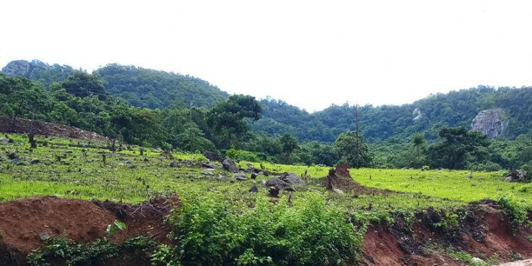 Nagada tribals back to shifting cultivation