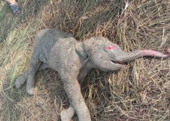 Newborn elephant calf found dead in Kalahandi farmland