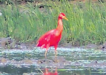 Red herons sighted in Mahakalpada for first time