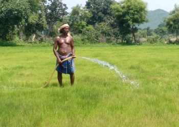 Seedling death (Gaja Marudi) due to lack of rain haunts Kesinga farmers