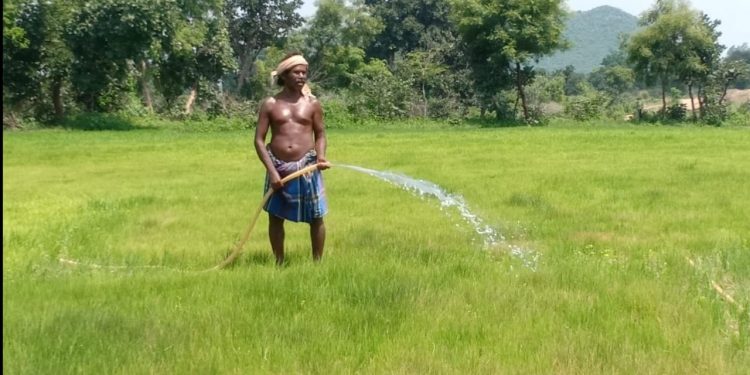 Seedling death (Gaja Marudi) due to lack of rain haunts Kesinga farmers