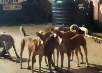 Stray dog menace bites Bhuban residents, administration alike