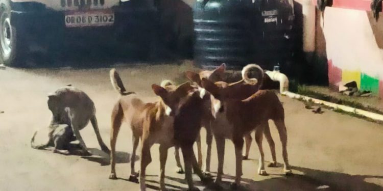 Stray dog menace bites Bhuban residents, administration alike