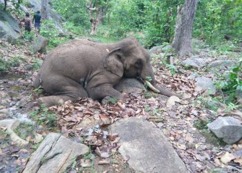 Tusker found dead in Dhenkanal district