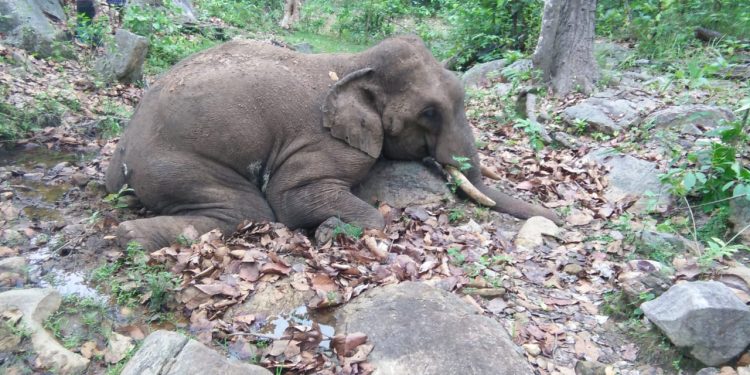 Tusker found dead in Dhenkanal district