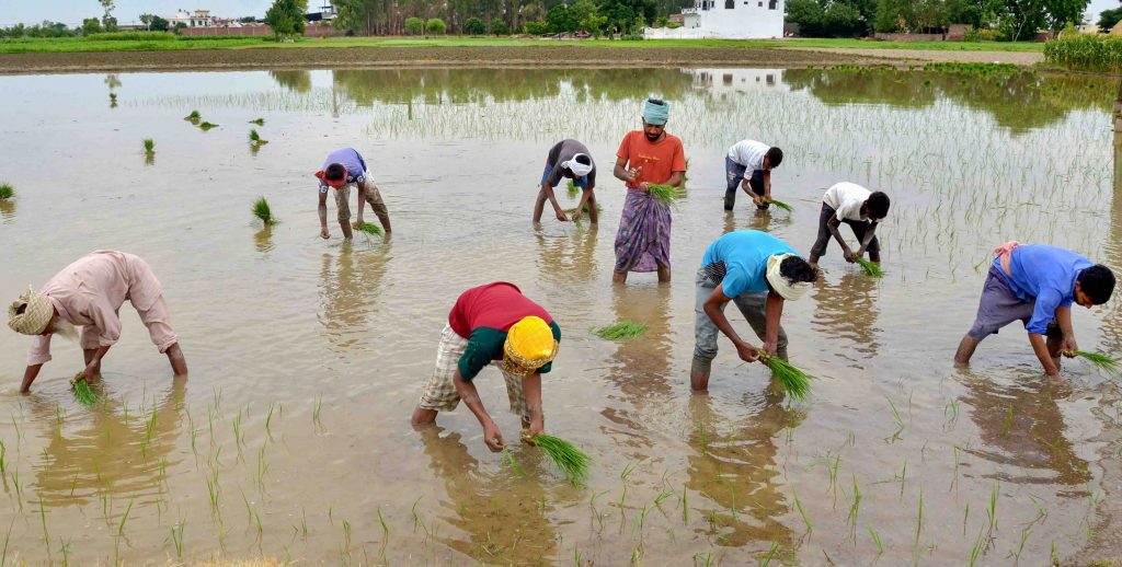 Paddy Cultivation