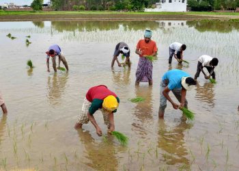 Paddy Cultivation