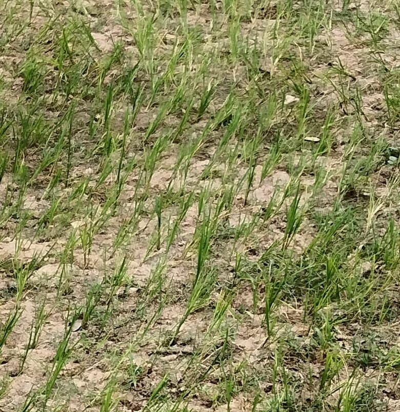 ‘No rain, no gain’ situation for Athmallik farmers